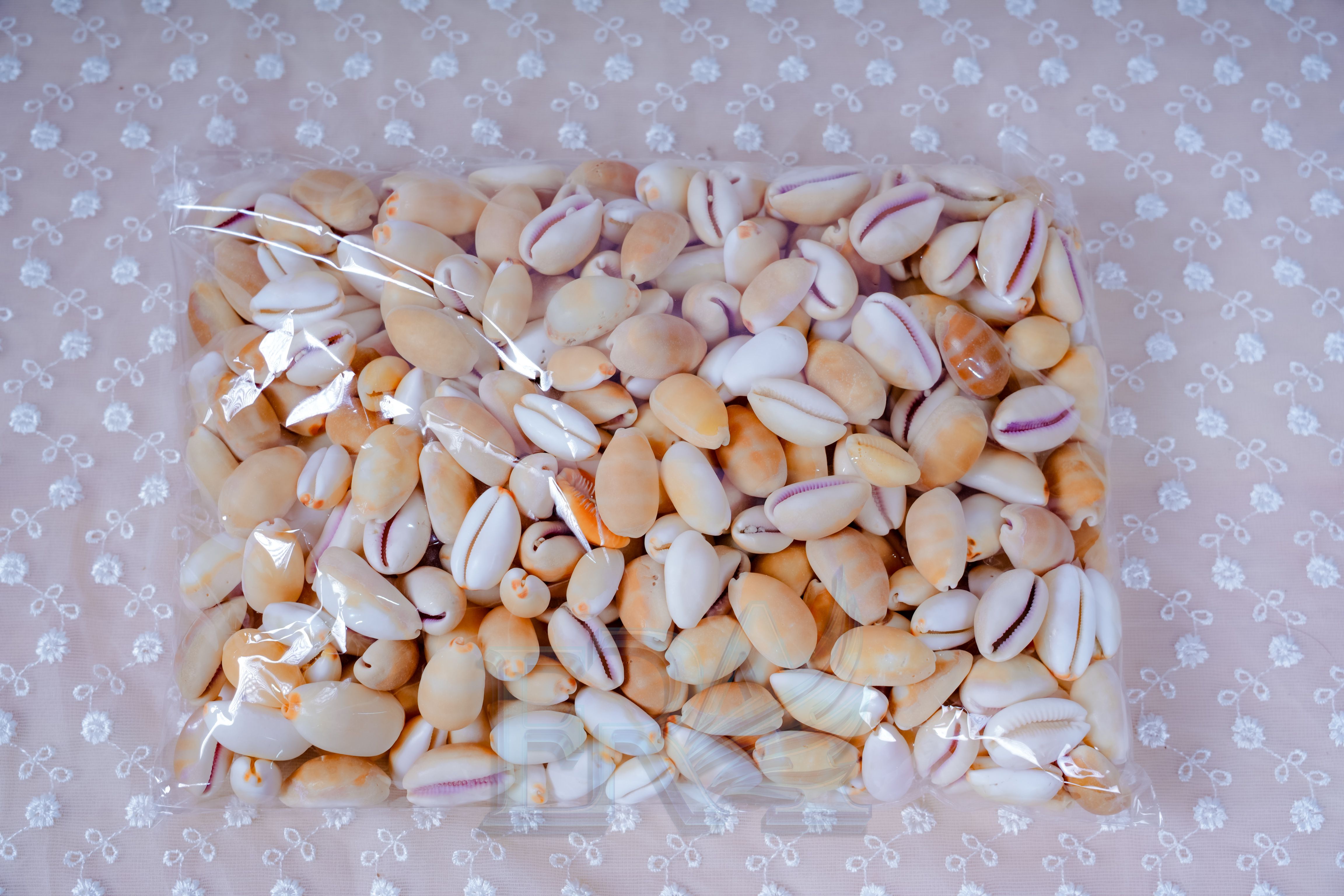 Vỏ Ốc Nga Vàng 100g
